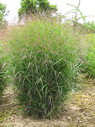 Prairie Sky Switch Grass (Panicum virgatum 'Prairie Sky') at Tree Top Nursery & Landscaping