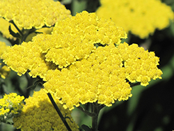 Moonshine Yarrow (Achillea 'Moonshine') at Tree Top Nursery & Landscaping