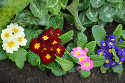 Primrose (Primula vulgaris) at Tree Top Nursery & Landscaping