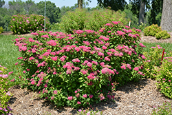Double Play Red Spirea (Spiraea japonica 'SMNSJMFR') at Tree Top Nursery & Landscaping