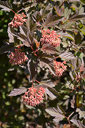 Summer Wine Ninebark (Physocarpus opulifolius 'Seward') at Tree Top Nursery & Landscaping