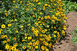 Summer Nights False Sunflower (Heliopsis helianthoides 'Summer Nights') at Tree Top Nursery & Landscaping
