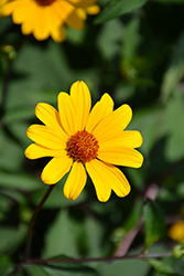Summer Nights False Sunflower (Heliopsis helianthoides 'Summer Nights') at Tree Top Nursery & Landscaping