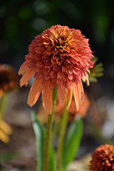Cone-fections Marmalade Coneflower (Echinacea 'Marmalade') at Tree Top Nursery & Landscaping