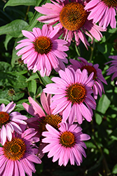 Magnus Superior Coneflower (Echinacea purpurea 'Magnus Superior') at Tree Top Nursery & Landscaping