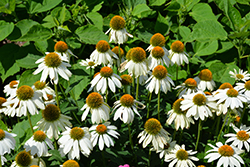 PowWow White Coneflower (Echinacea purpurea 'PowWow White') at Tree Top Nursery & Landscaping