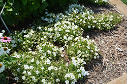 Rapido White Bellflower (Campanula carpatica 'Rapido White') at Tree Top Nursery & Landscaping
