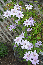 Nelly Moser Clematis (Clematis 'Nelly Moser') at Tree Top Nursery & Landscaping