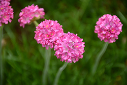 Bloodstone Sea Thrift (Armeria maritima 'Bloodstone') at Tree Top Nursery & Landscaping
