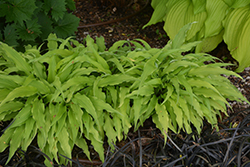 Curly Fries Hosta (Hosta 'Curly Fries') at Tree Top Nursery & Landscaping