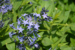 Blue Ice Star Flower (Amsonia tabernaemontana 'Blue Ice') at Tree Top Nursery & Landscaping
