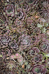 Pacific Blue Ice Hens And Chicks (Sempervivum 'Pacific Blue Ice') at Tree Top Nursery & Landscaping