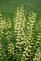 Decadence Lemon Meringue False Indigo (Baptisia 'Lemon Meringue') at Tree Top Nursery & Landscaping