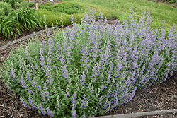 Walker's Low Catmint (Nepeta x faassenii 'Walker's Low') at Tree Top Nursery & Landscaping