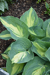 Shadowland Hudson Bay Hosta (Hosta 'Hudson Bay') at Tree Top Nursery & Landscaping