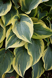 First Frost Hosta (Hosta 'First Frost') at Tree Top Nursery & Landscaping