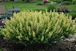 Decadence Lemon Meringue False Indigo (Baptisia 'Lemon Meringue') at Tree Top Nursery & Landscaping