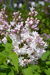 Beauty of Moscow Lilac (Syringa vulgaris 'Beauty of Moscow') at Tree Top Nursery & Landscaping