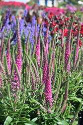 Red Fox Speedwell (Veronica spicata 'Red Fox') at Tree Top Nursery & Landscaping