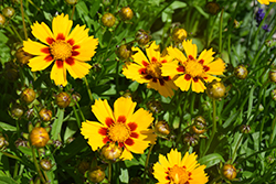 Baby Sun Tickseed (Coreopsis grandiflora 'Baby Sun') at Tree Top Nursery & Landscaping