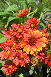 Arizona Red Shades Blanket Flower (Gaillardia x grandiflora 'Arizona Red Shades') at Tree Top Nursery & Landscaping