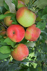 Honeycrisp Apple (Malus 'Honeycrisp') at Tree Top Nursery & Landscaping