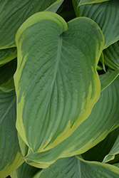 Victory Hosta (Hosta 'Victory') at Tree Top Nursery & Landscaping