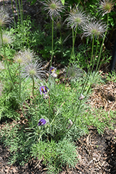 Pasqueflower (Pulsatilla vulgaris) at Tree Top Nursery & Landscaping