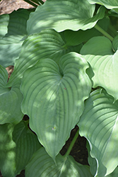 Komodo Dragon Hosta (Hosta 'Komodo Dragon') at Tree Top Nursery & Landscaping
