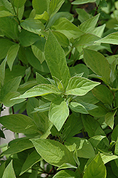 Little Rebel Dogwood (Cornus alba 'Jefreb') at Tree Top Nursery & Landscaping