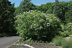 Wentworth Highbush Cranberry (Viburnum trilobum 'Wentworth') at Tree Top Nursery & Landscaping