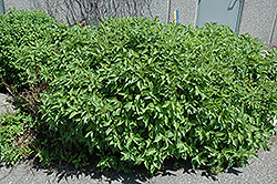 Firedance Dogwood (Cornus sericea 'Bailadeline') at Tree Top Nursery & Landscaping