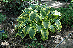 Variegated Mountain Hosta (Hosta montana 'Aureovariegata') at Tree Top Nursery & Landscaping