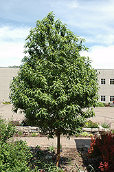 Goldspur Amur Cherry (Prunus maackii 'Jefspur') at Tree Top Nursery & Landscaping