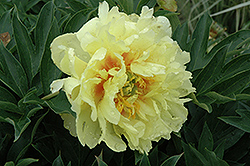 Bartzella Peony (Paeonia 'Bartzella') at Tree Top Nursery & Landscaping