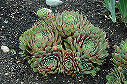 Ruby Heart Hens And Chicks (Sempervivum 'Ruby Heart') at Tree Top Nursery & Landscaping