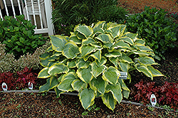 Shadowland Seducer Hosta (Hosta 'Seducer') at Tree Top Nursery & Landscaping