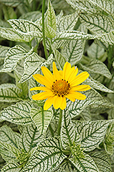 Sunburst False Sunflower (Heliopsis helianthoides 'Sunburst') at Tree Top Nursery & Landscaping