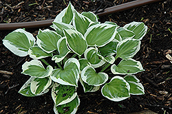 Diamonds Are Forever Hosta (Hosta 'Diamonds Are Forever') at Tree Top Nursery & Landscaping