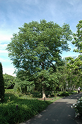Espresso Kentucky Coffeetree (Gymnocladus dioicus 'Espresso-JFS') at Tree Top Nursery & Landscaping