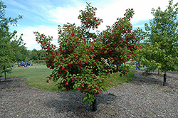 Hot Wings Tatarian Maple (Acer tataricum 'GarAnn') at Tree Top Nursery & Landscaping