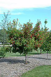 Ruby Slippers Amur Maple (Acer ginnala 'Ruby Slippers') at Tree Top Nursery & Landscaping