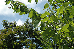 Princeton Elm (Ulmus americana 'Princeton') at Tree Top Nursery & Landscaping