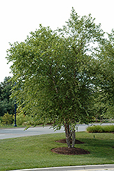 River Birch (clump) (Betula nigra '(clump)') at Tree Top Nursery & Landscaping