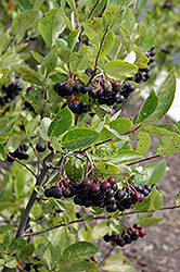 Iroquois Beauty Black Chokeberry (Aronia melanocarpa 'Morton') at Tree Top Nursery & Landscaping