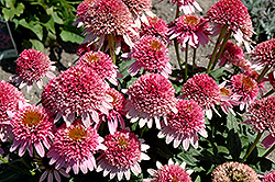 Butterfly Kisses Coneflower (Echinacea purpurea 'Butterfly Kisses') at Tree Top Nursery & Landscaping