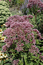 Baby Joe Dwarf Joe Pye Weed (Eupatorium dubium 'Baby Joe') at Tree Top Nursery & Landscaping