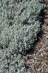 Yo Yo Snow-In-Summer (Cerastium tomentosum 'Yo Yo') at Tree Top Nursery & Landscaping
