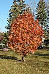 Cardinal Royal Mountain Ash (Sorbus aucuparia 'Michred') at Tree Top Nursery & Landscaping