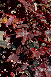 Crimson Sunset Maple (Acer 'JFS-KW202') at Tree Top Nursery & Landscaping